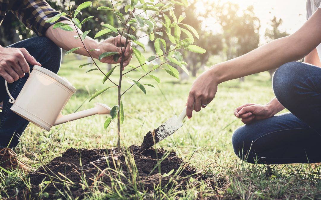 Three Things You Need to Know About Deep Root Watering Trees