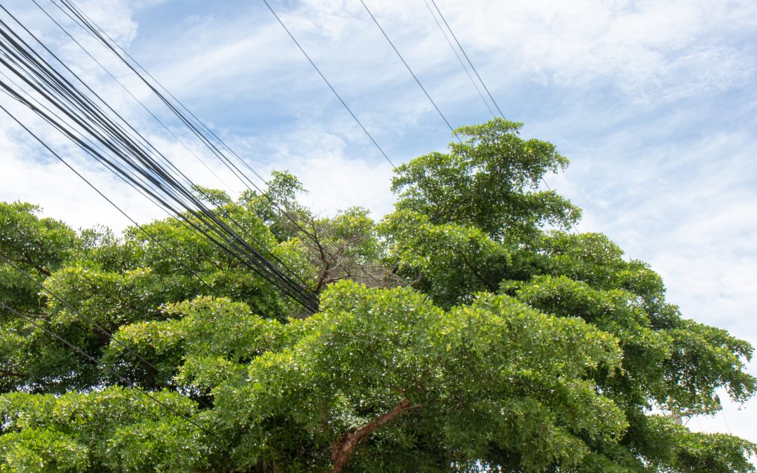 Are Trees Under Power Lines a Good Idea?