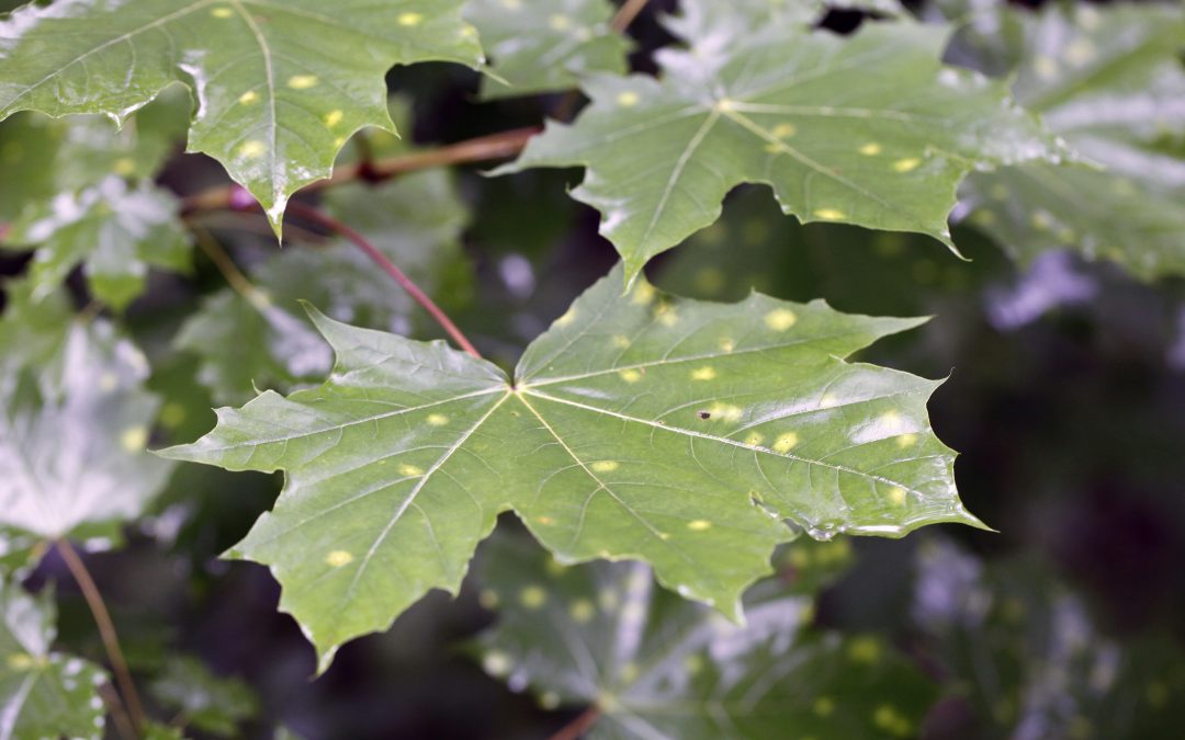5 Common Diseases of Maple Trees