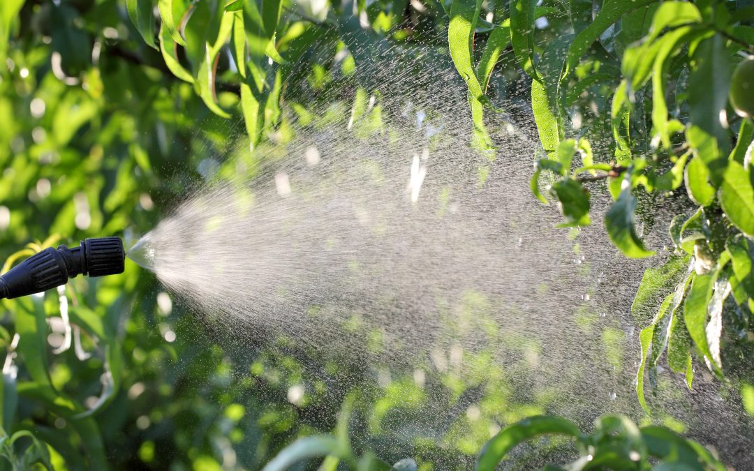 Complete Guide on Fungicide for Trees