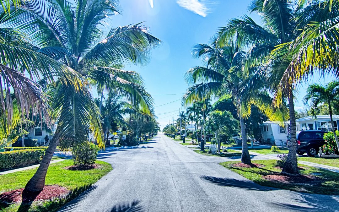 Are Palm Trees Native to Florida?