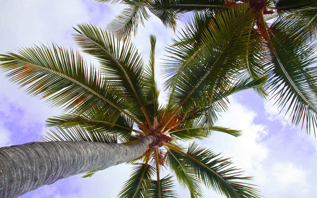 Correct Palm Tree Trimming Services