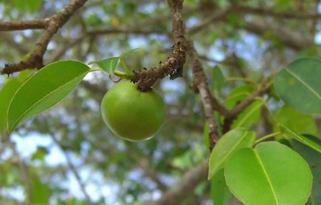 What is a Manchineel Tree and Is it Dangerous?
