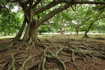 Everything You Want to Know About Tree Roots