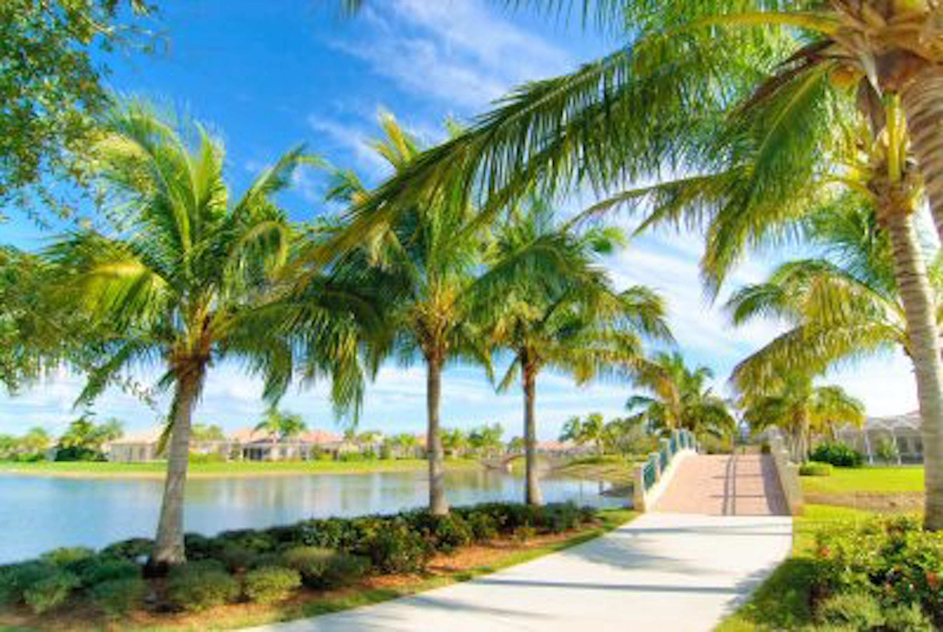 Palm trees walkway Tampa