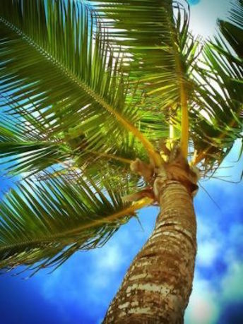 Tampa Palm Tree