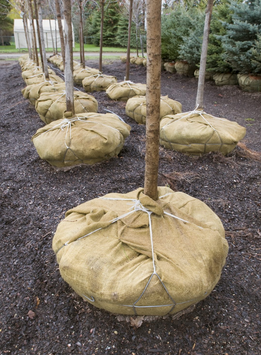 The Secrets of Planting Balled and Burlapped Trees Tampa