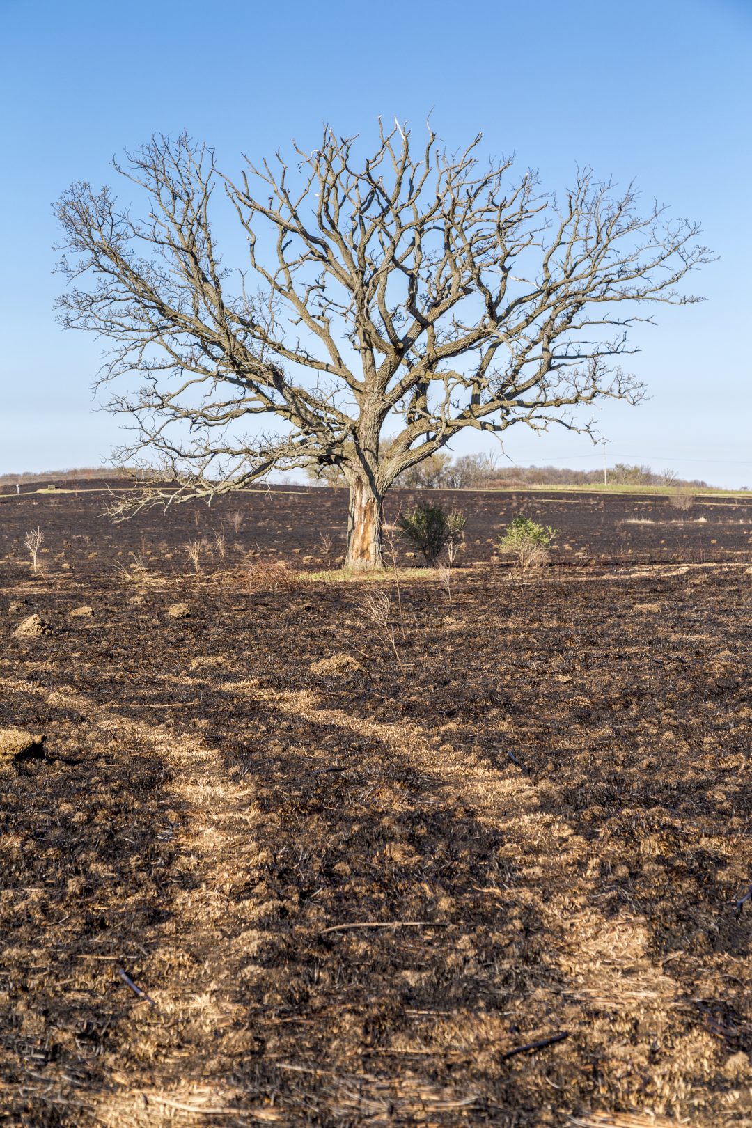 The Best Way to Help Trees Through a Drought Tampa Tree