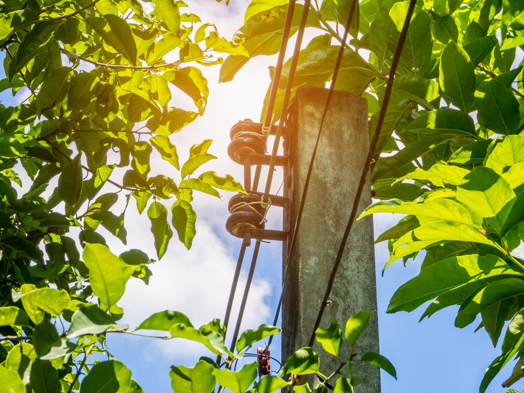 Are Trees Under Power Lines a Good Idea? Tampa Tree