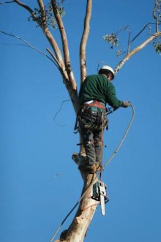 Tampa Tree removal