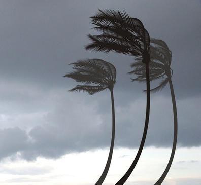 Tampa Tree stormy palm tree