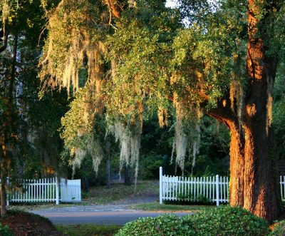 getting-the-best-tree-removal-in-Brandon-Fl