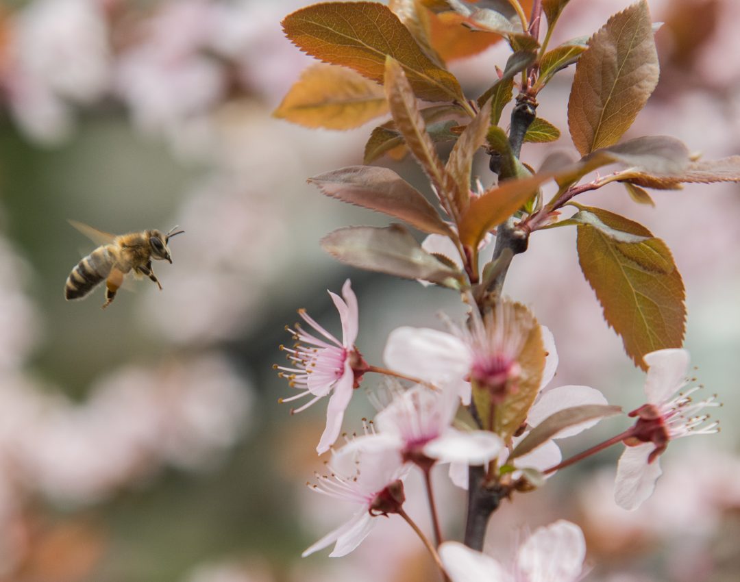 The Best Trees For Attracting Bees Tampa Tree