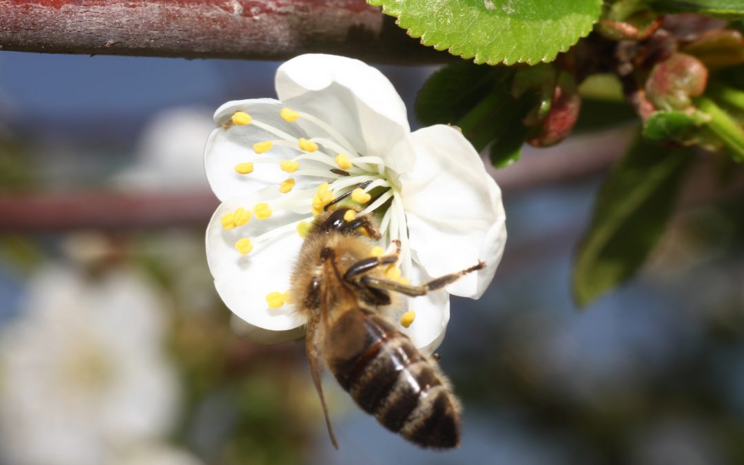 The Best Trees For Attracting Bees