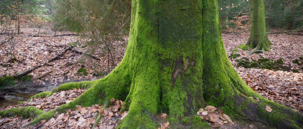 Is Moss A Problem On Your Tree Tampa Tree