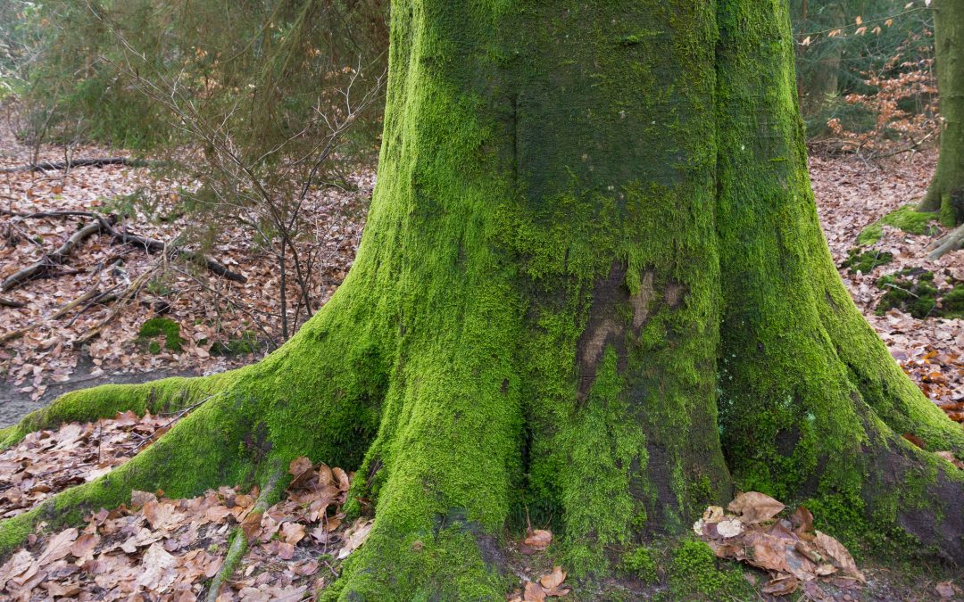 Is Moss A Problem On Your Tree?