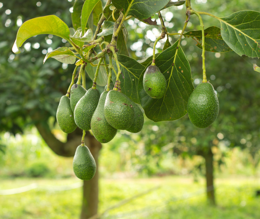 What Fruit Trees Are Common To Florida? Tampa Tree