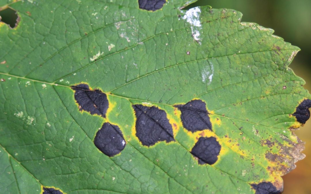 Common Insect & Disease Issues In Citrus Trees (Part 1)