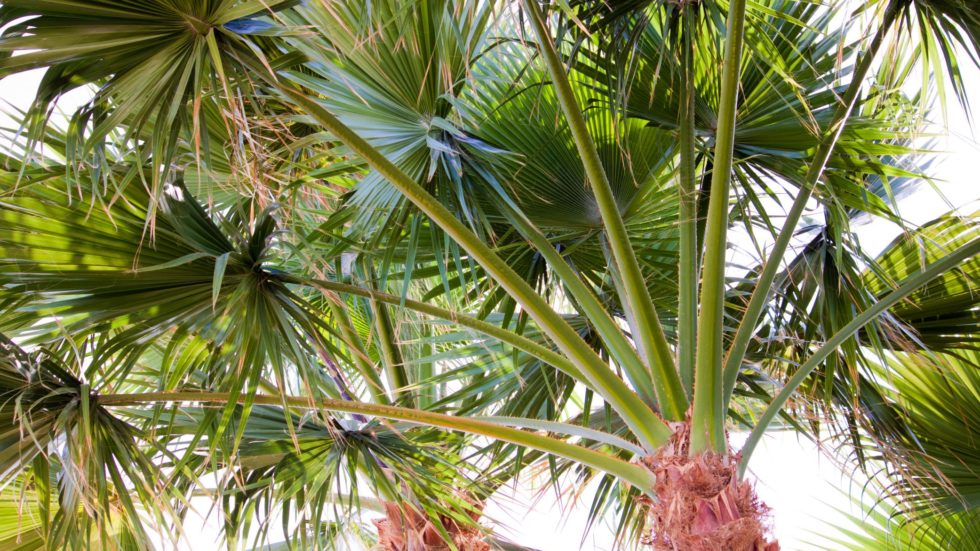 How Is Palm Tree Pruning Different? Tampa Tree