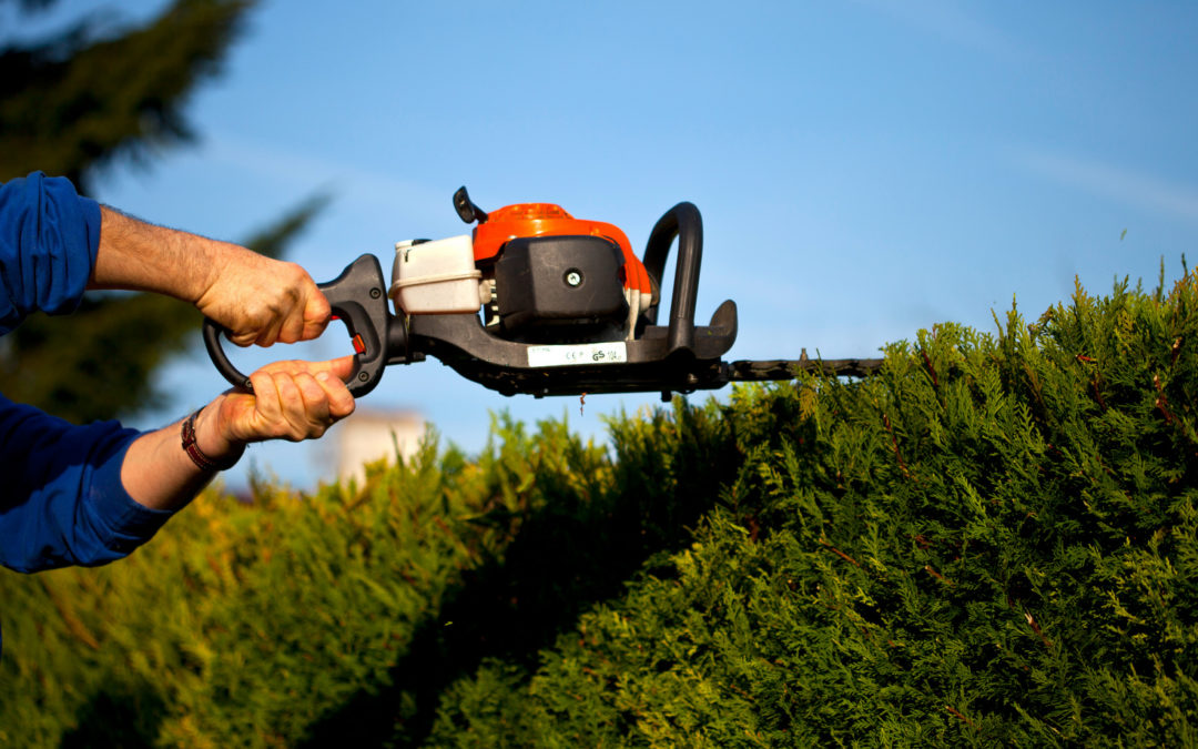 What You Need To Know When Pruning Hedges