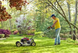 Tampa Tree Care Mow Yard So It Looks Professionally Done