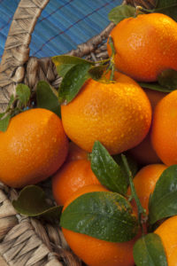 Tampa Tree Care Caring For Mandarin Orange Trees