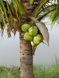Tampa Tree Care Grow A Coconut Palm Tree