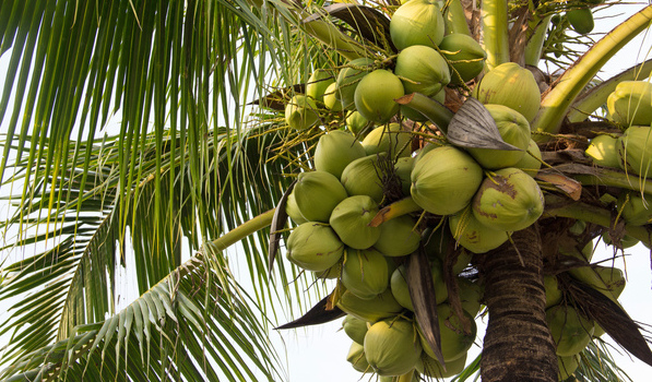 How To Grow A Coconut Palm Tree