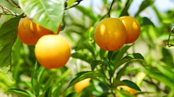 Caring For a Mandarin Orange Tree