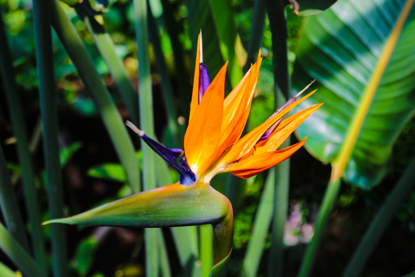 Caring for the Beautiful Bird of Paradise Plant
