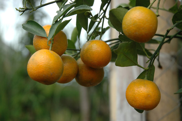 How Many Types of Orange Trees Are There?