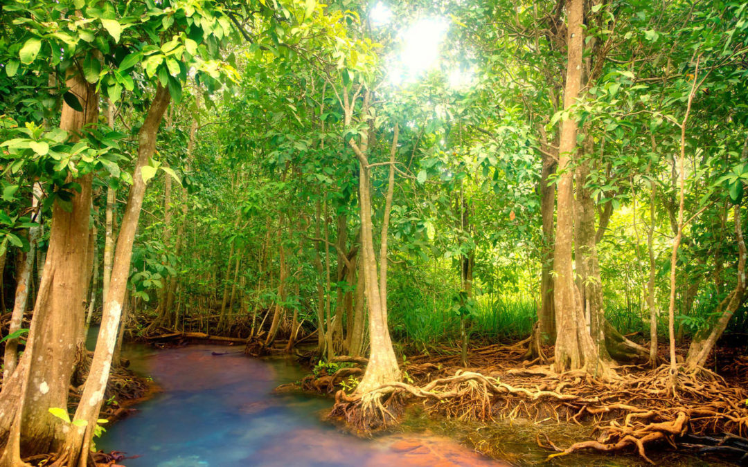 All About The Mangrove Forest