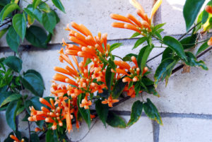 Tampa Tree Care South Florida Flowering Vines Orange Bignonia