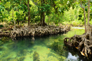 Tampa Tree Care The Mangrove Forest