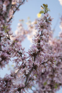 Tampa Tree Care Why Native Plants are so Important