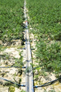 Tampa Tree Care What Is Drip Irrigation
