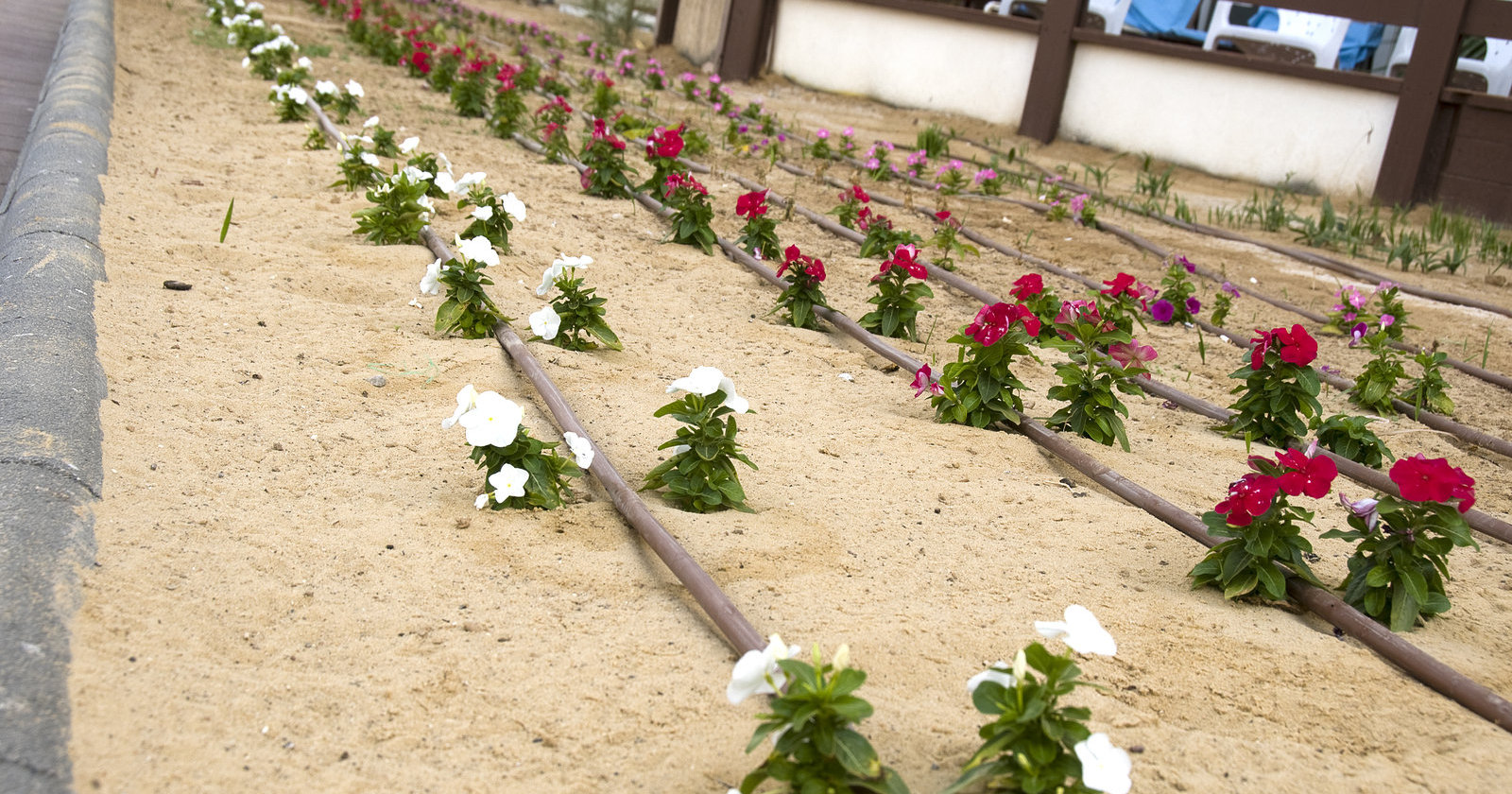 What Is Drip Irrigation? Tampa Tree