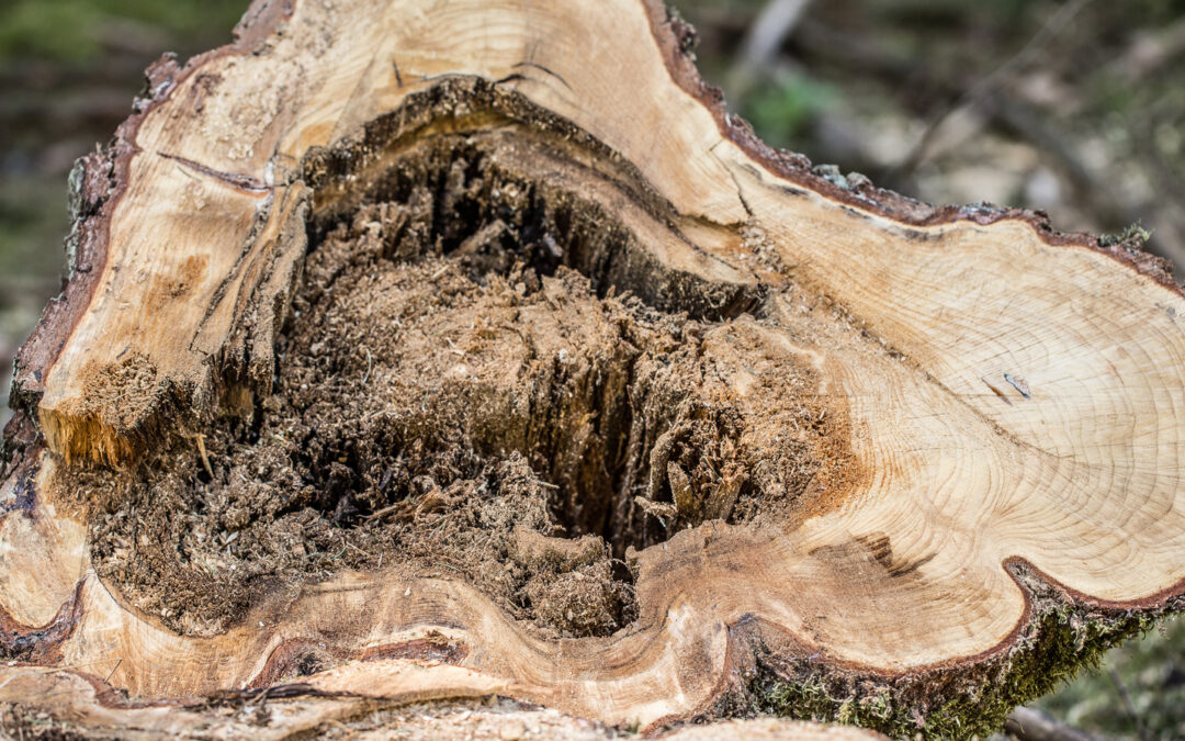 What Is Heart Rot Disease In Trees?