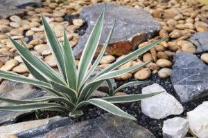 Tampa Tree Care Tips For Agave Plant Care