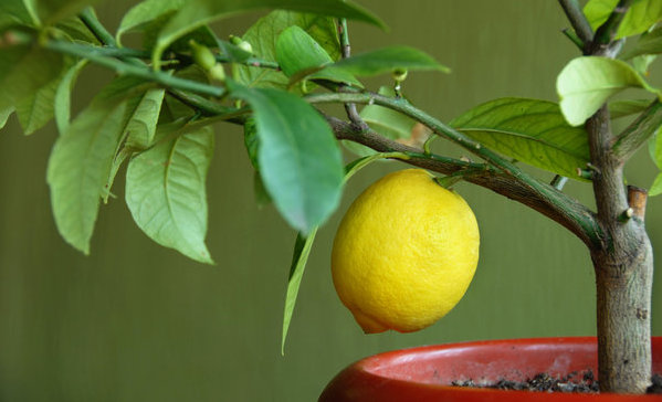 How To Grow A Lemon Tree In A Pot